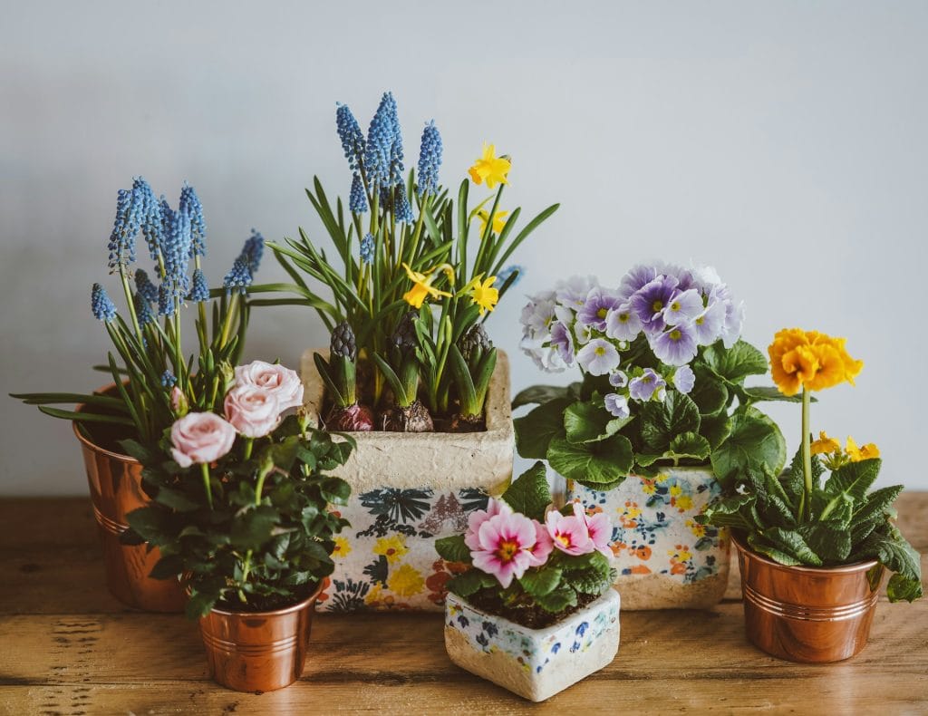 Top 10 Low-Maintenance Houseplants