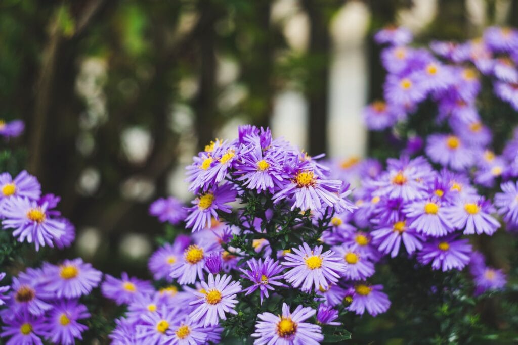 Seasonal Flower Guide: Month-by-Month Blooms, Part 2