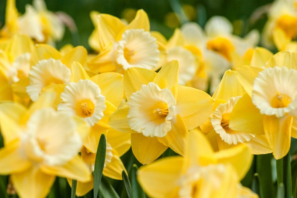 The Wonderful Origin and Symbolism of the Daffodil