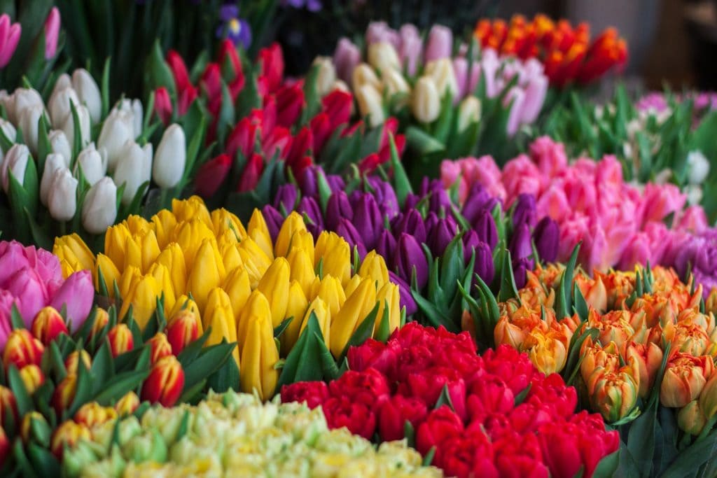 Discovering Flower Meanings: The Stories Behind Your Favourite Blooms