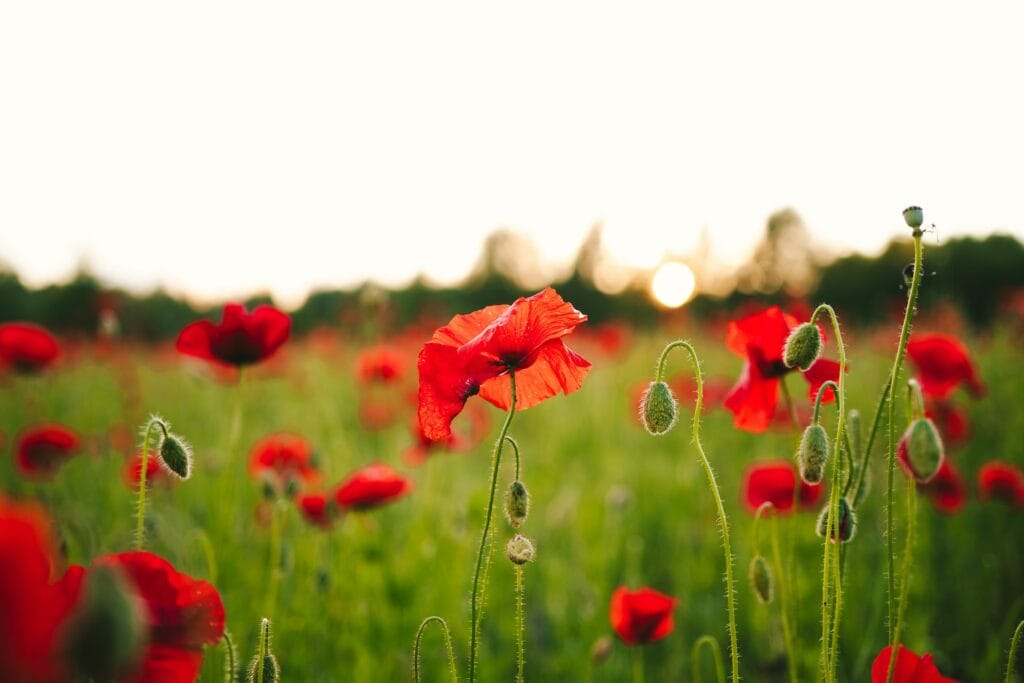 August Birth Flowers: Celebrate Your Summer Birthday with Gladiolus and Poppy Arrangements
