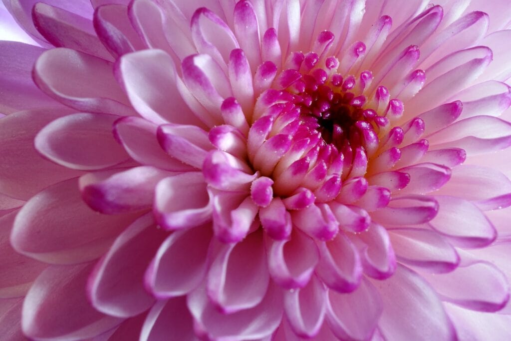 The Birth Flower of November: Fun Facts About Chrysanthemum