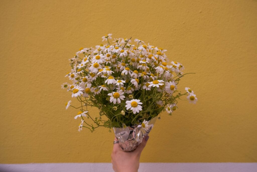 A Guide to Knowing the Two Types of April Birth Flowers