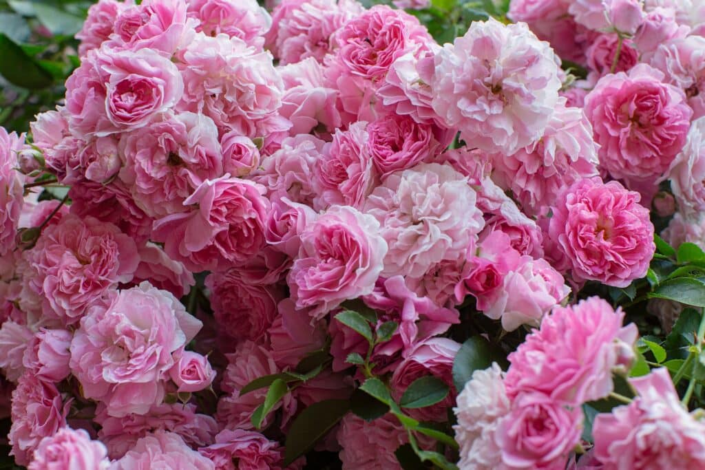 Popular January Birth Flowers: Carnation and Snow Drop