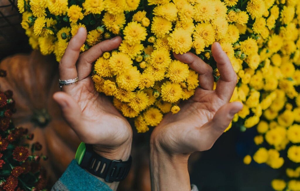 Autumn Flowers: Dealing with Seasonal Colour Changes