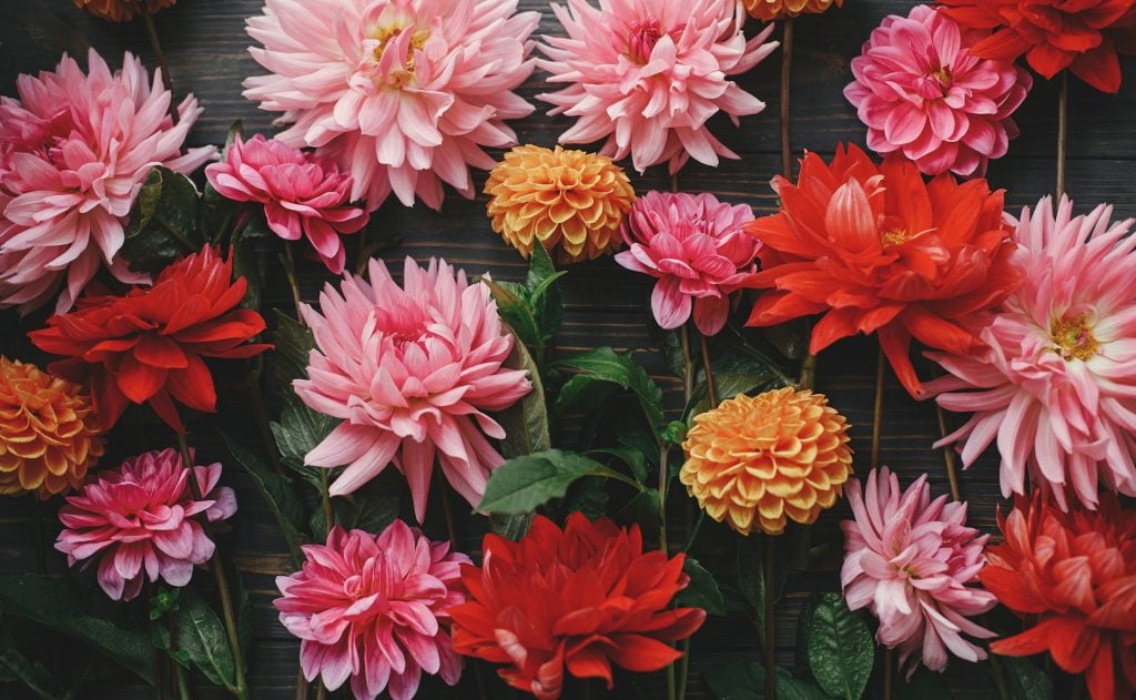 Demystifying the Language of Flowers: Express Your Emotions with the Perfect Bouquet