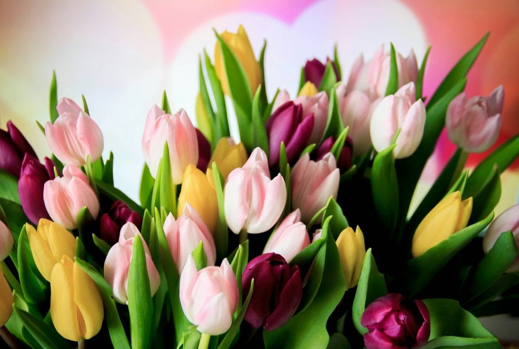Choosing the Best Nottingham Flowers for Any Occasion