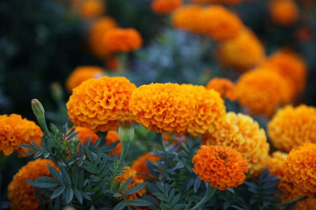 October Birth Flowers: Celebrate with Nature’s Autumn Delights