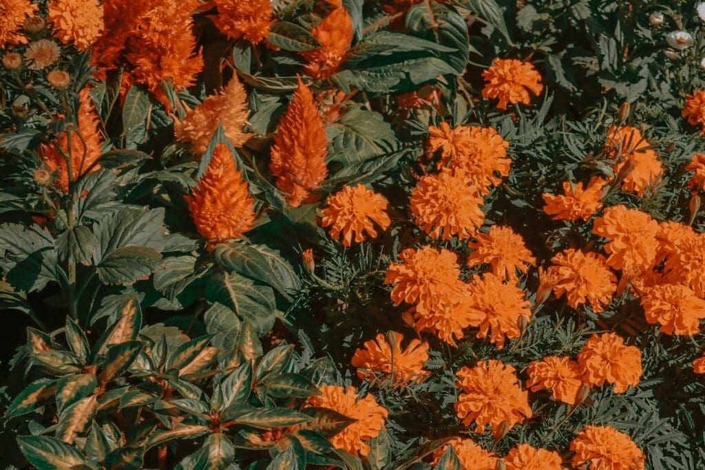 October’s Birth Flowers: Guide to Marigolds and Cosmos
