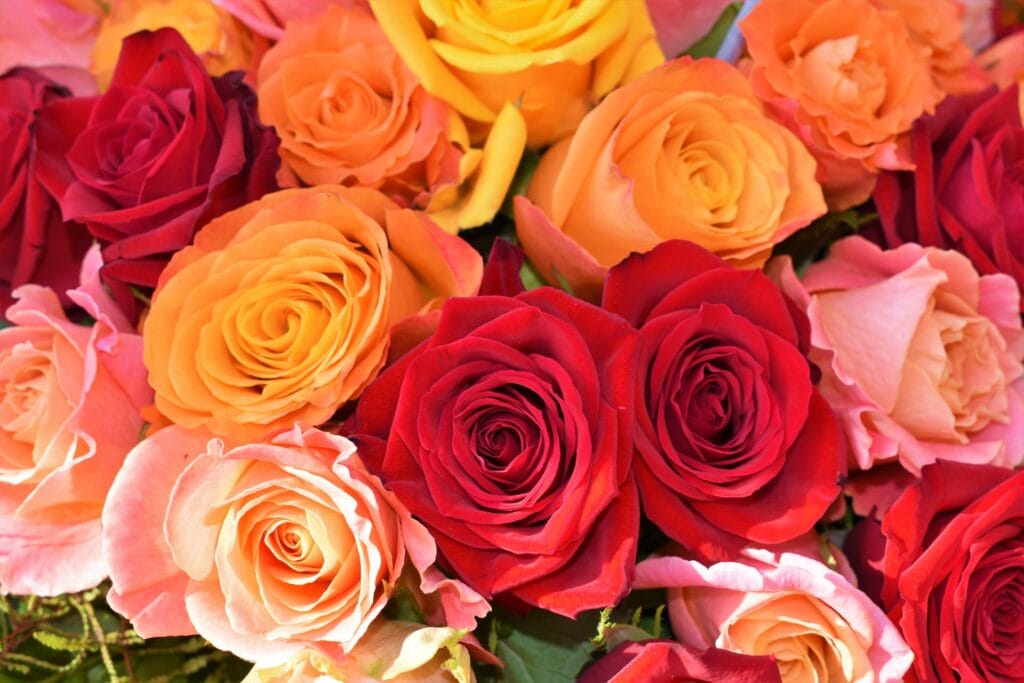 The Rose and Why We Continue to Love This Flower Today
