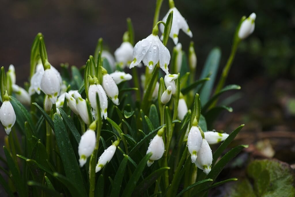 5 Typical Flowers Used during Coronation Ceremonies