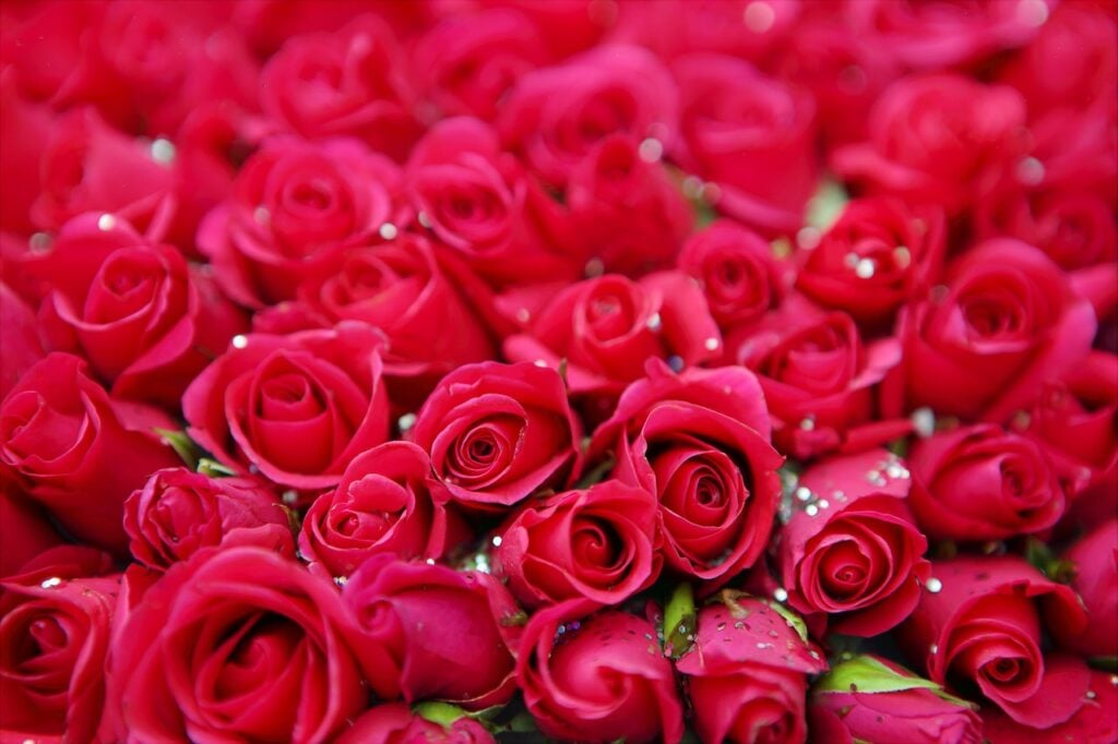 Your Ultimate Guide for the Flowers for Saying Sorry