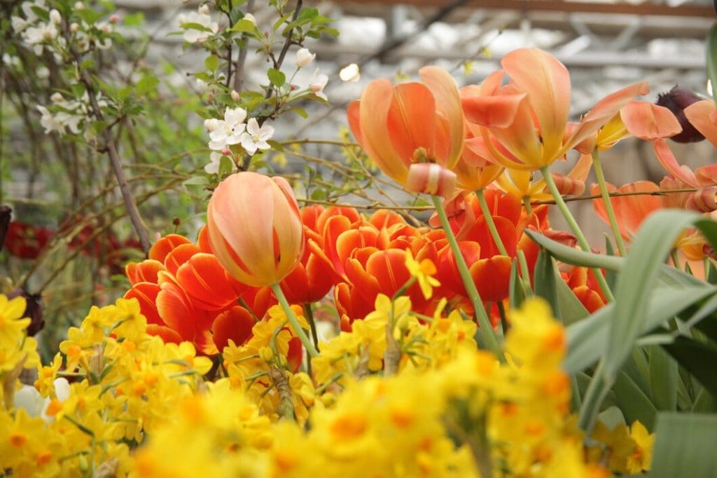 Top Nottingham Florist Picks: What You Need to Know