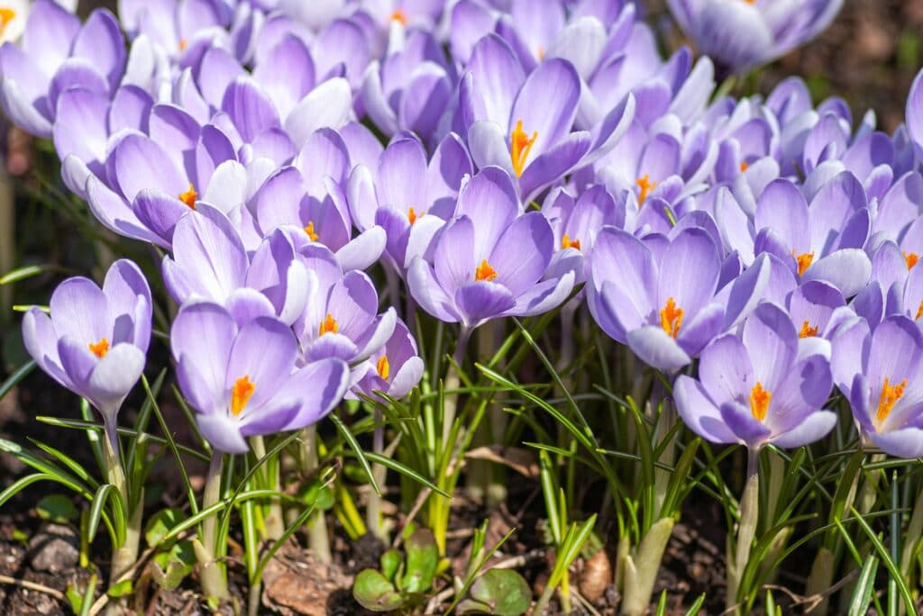 6 Seasonal Flowers Homeowners Should Plant in Their Gardens