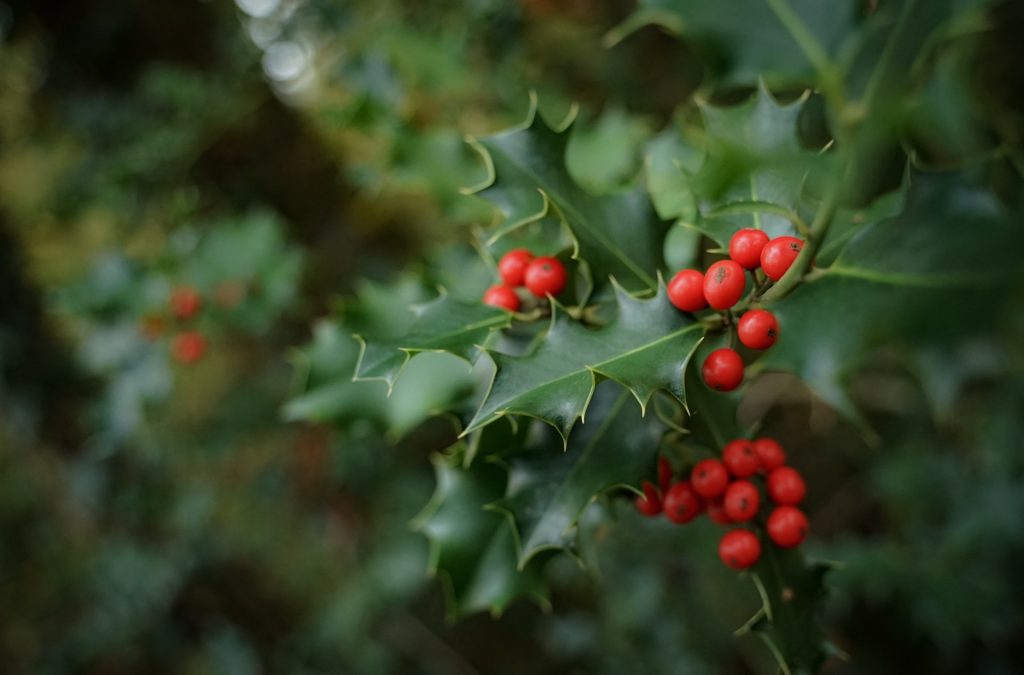 December Birth Flowers: Discover the Charm of Narcissus and Holly for Winter Celebrations