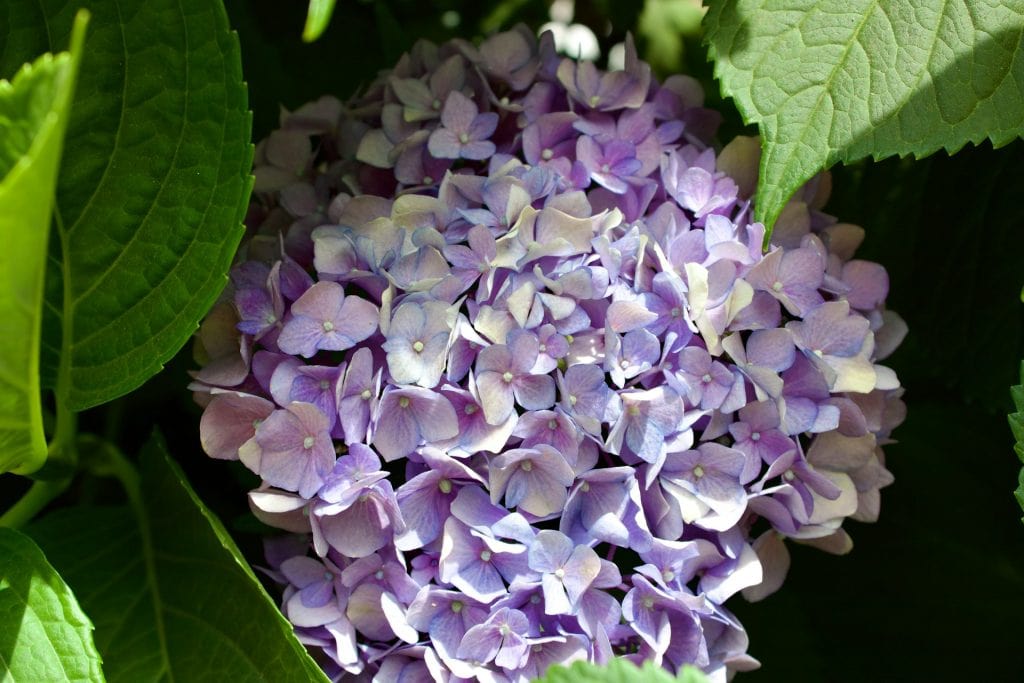 Best Spring Flowers for Allergies and How to Choose