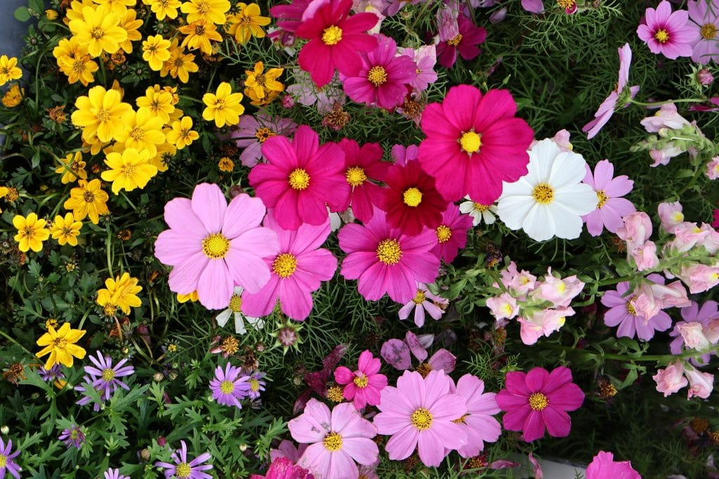 Summer Heat and Your Flowers: Preventing Early Wilting