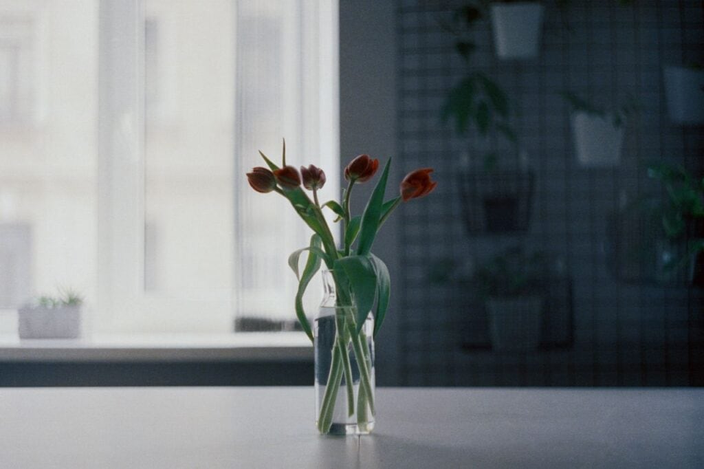 Why Summer Flower Water Turns Cloudy in Nottingham Homes