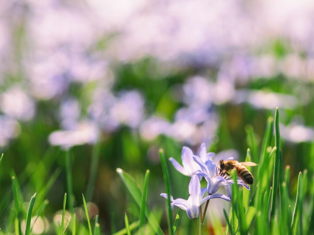 Seasonal Wonders: How to Make the Most of Seasonal Flowers for Your Home and Celebrations