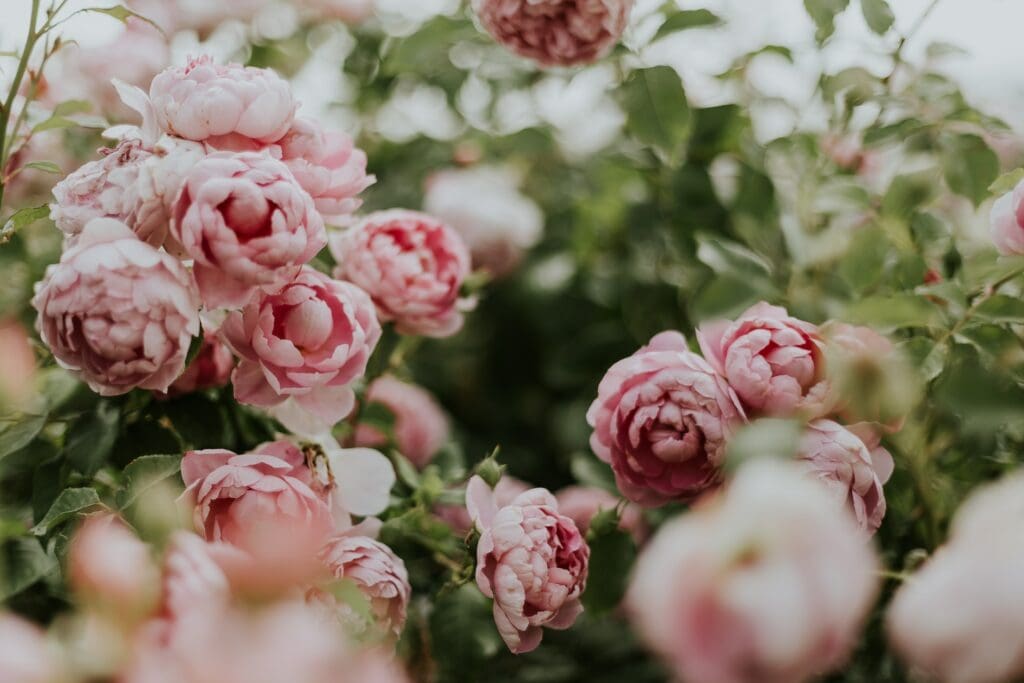 Explore the Beauty and Significance of Chrysanthemums and Peonies