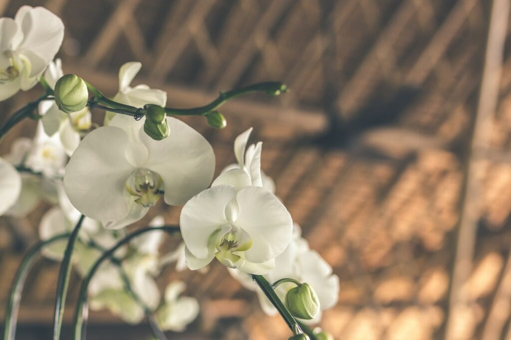 Discovering Nature’s Gems: An Insight into Popular and Rare Flower Species and Their Unique Characteristics