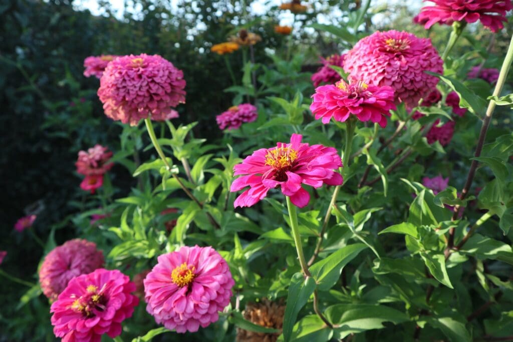 Celebrate September Birthdays with Exquisite Birth Flowers: Aster and Morning Glory