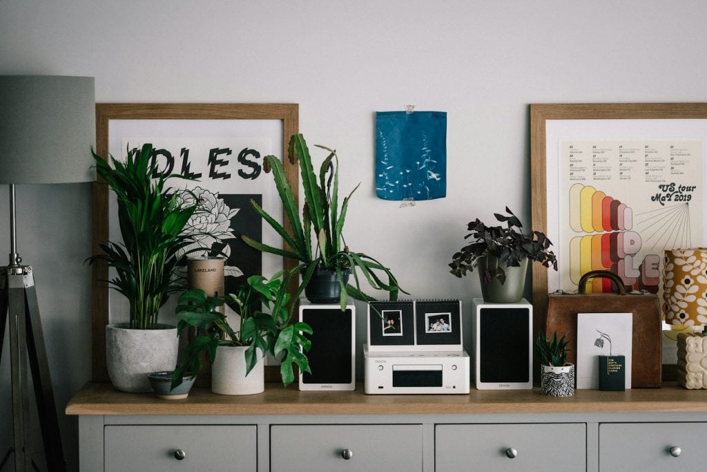 Top 6 Beginner-Friendly Houseplants: A Comprehensive Guide by Welch