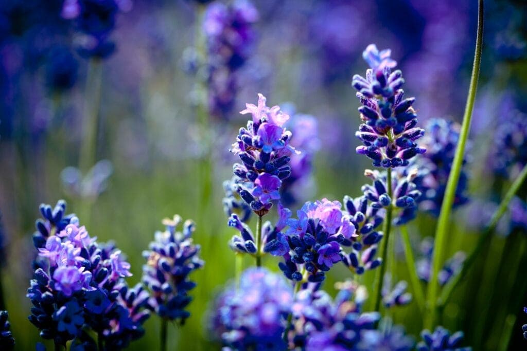 Infuse Your Home with Blissful Scents: A Guide to Aromatherapy and Flower Pairings