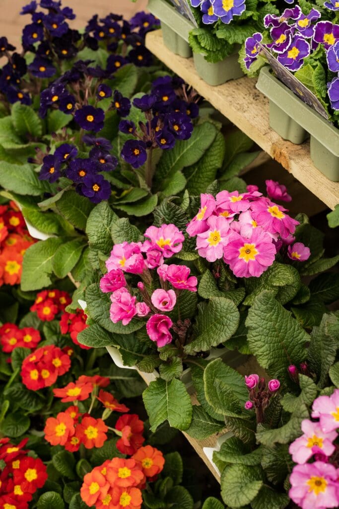 The Healing Power of Flowers: A Closer Look at the Therapeutic Benefits of Botanicals in Our Lives