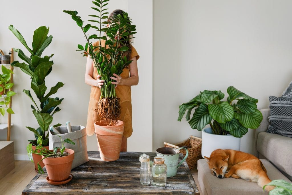 The Healing Power Of Indoor Plants: Boost Your Well-Being With Greenery From Welch