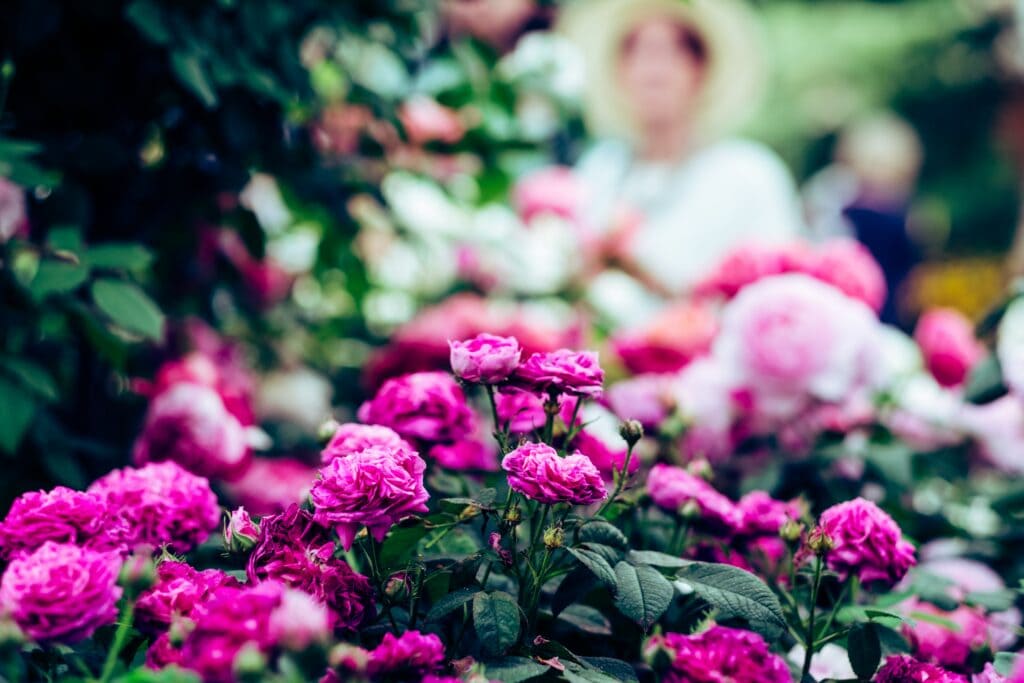 Discovering the Best of the RHS Chelsea Flower Show