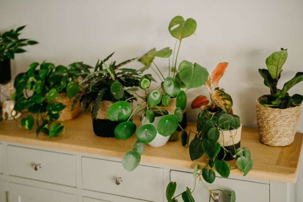 Discovering Indoor Plants: Enhance Your Living Space with Welch’s Selection