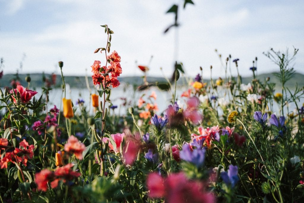 Discovering Pet-Friendly Flowers: Welch’s Guide to Enriching Your Home with Safe Blooms