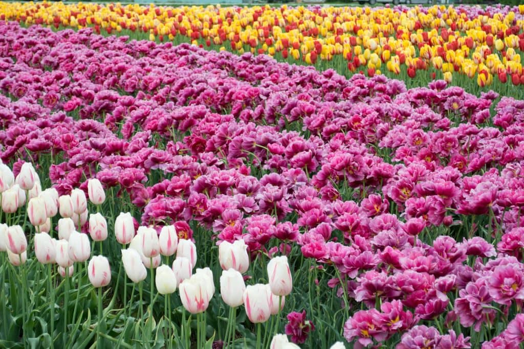 A Guide to Seasonal Flowers: Embrace Nature’s Palette Throughout the Year
