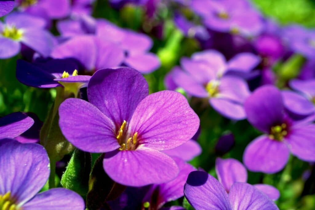 Birth Flowers 101: 2 February Flowers & Their Meanings