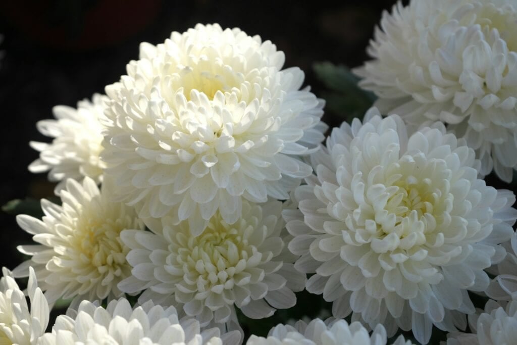Funeral Flower Etiquette: Addressing Common Concerns